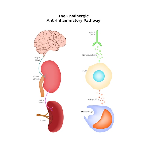 La vía colinérgica antiinflamatoria: un diagrama simplificado