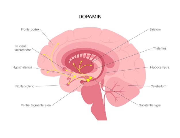 Vía de la dopamina en el cerebro humano. Neurotransmisor monoamínico. Ilustración de vector de control de motor