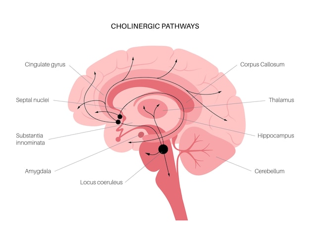 Vector vía de las hormonas acetilcolina en el cerebro humano. neuromodulador y neurotransmisor