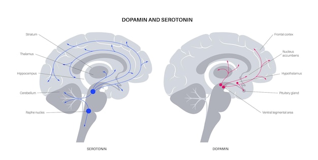 Vía de las hormonas de la dopamina y la serotonina en el cerebro humano. Vector plano de neurotransmisor monoamina