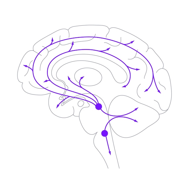 Vector vía de la serotonina en el cerebro humano. neurotransmisor monoamínico. modular el vector plano del estado de ánimo.