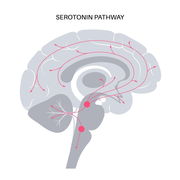 Vector vía de la serotonina en el cerebro humano. neurotransmisor monoamínico. modular el vector plano del estado de ánimo.