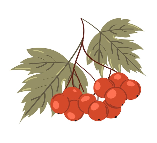 Viburnum rojo aislado en un fondo blanco. ilustración vectorial