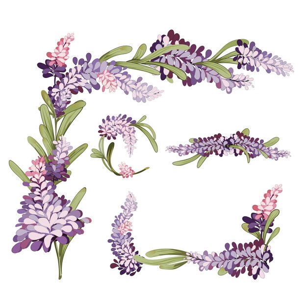 la vid de lavanda
