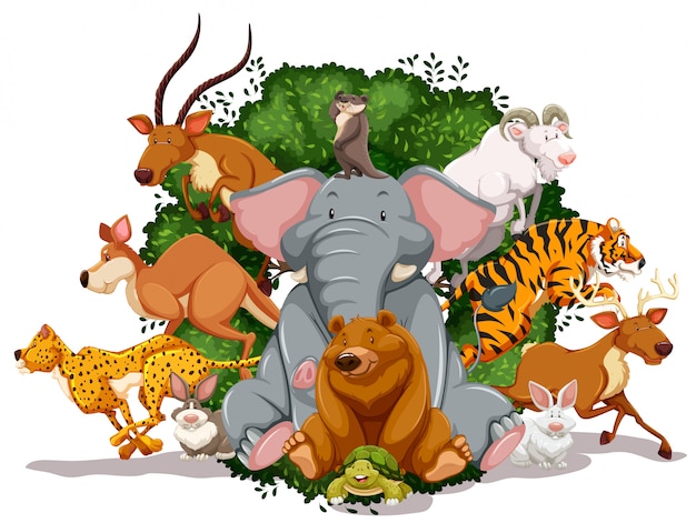 La vida silvestre