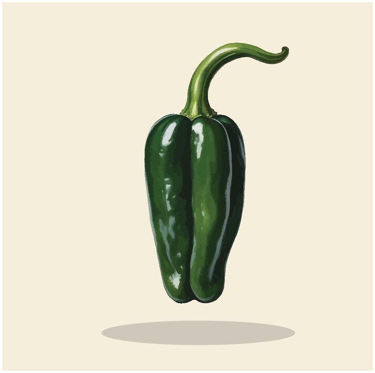 Vector vieja ilustración de un shisito pepper 02