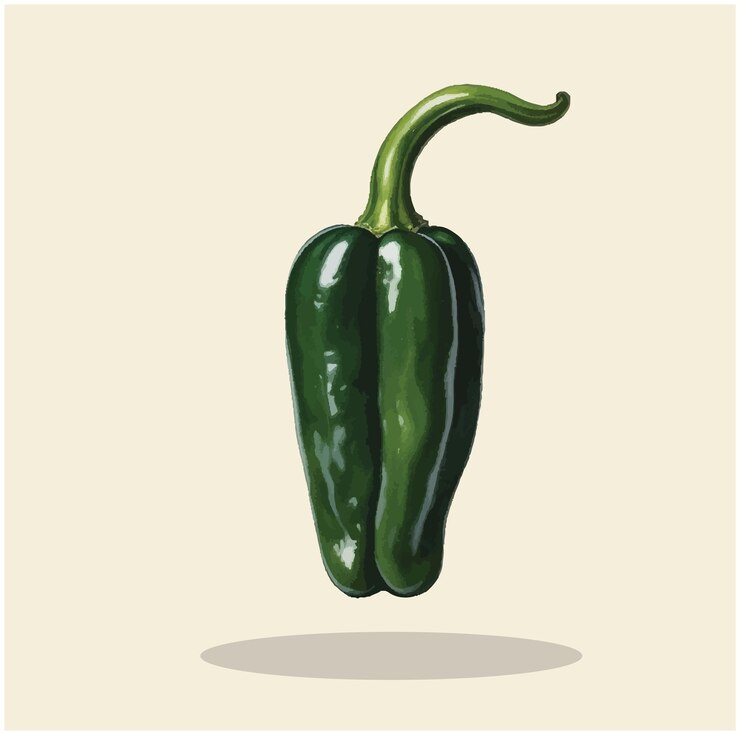 Vector vieja ilustración de un shisito pepper 02
