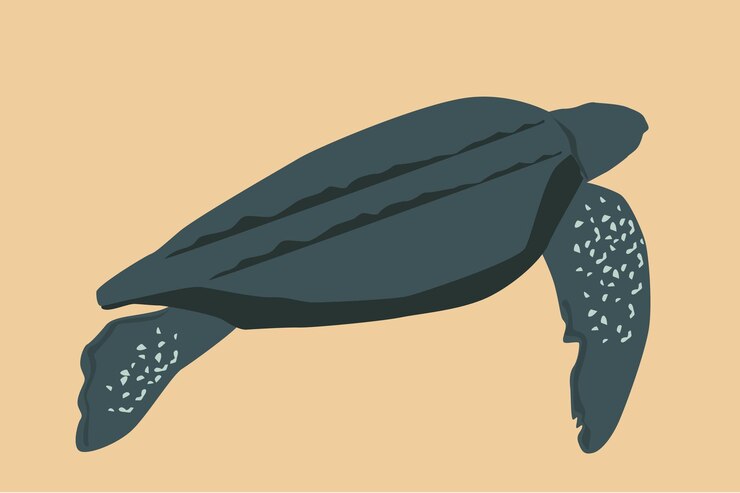 Una vieja ilustración de tortugas marinas