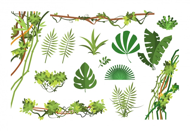 Viña de la jungla hojas de selva tropical de dibujos animados y liana plantas cubiertas. conjunto