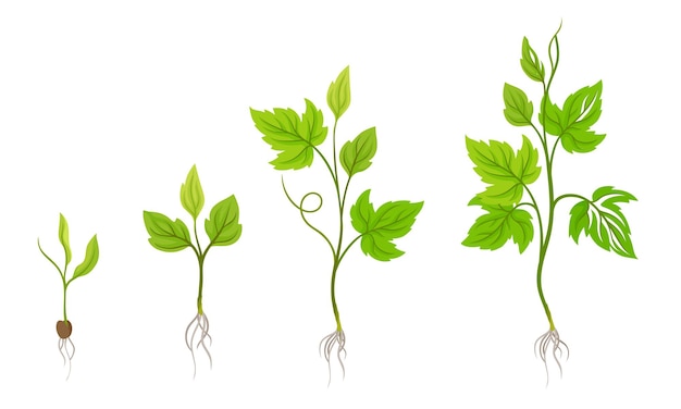 Vino verde con brote y planta joven con raíces para la siembra