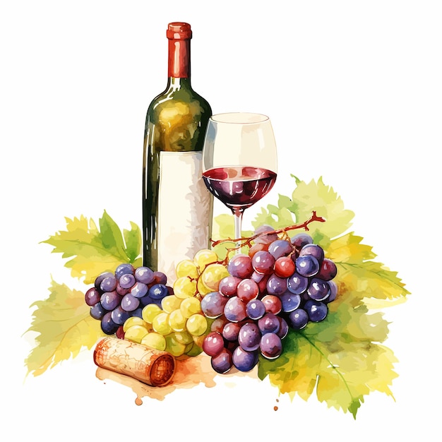 Vector vinos con ilustraciones de uvas