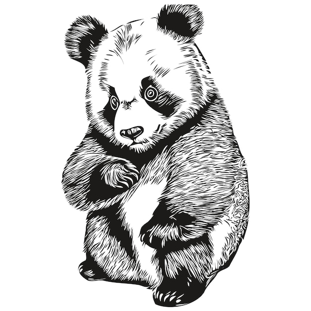 Vintage grabado aislado Panda ilustración corte tinta boceto Pandas