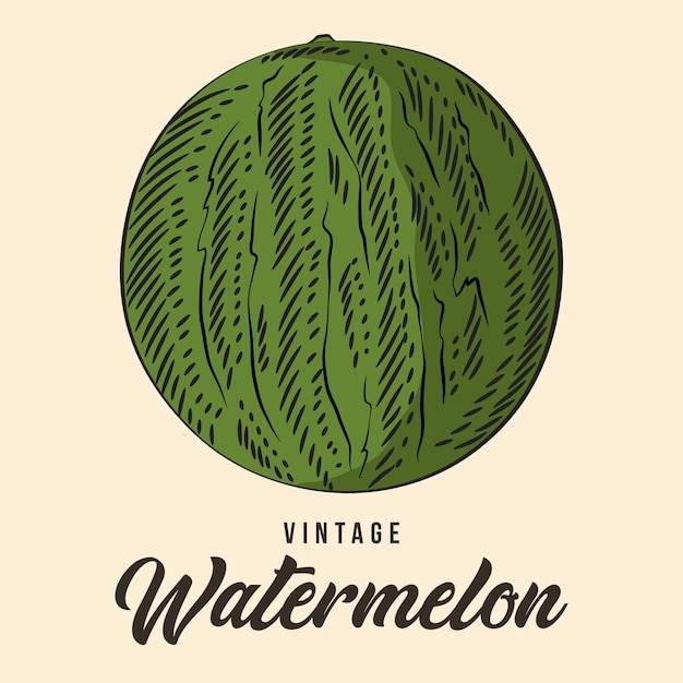 Vintage Mano Dibujo Sandía Fruta Dibujo Vector Stock Ilustración Color