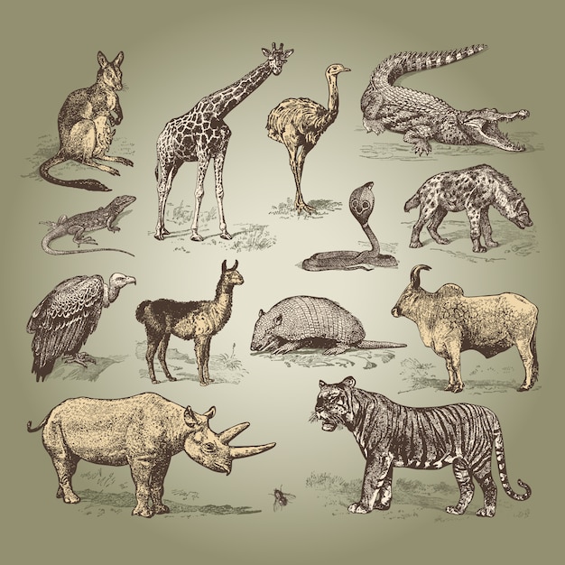 Vintage vintage animales plantillas vectoriales