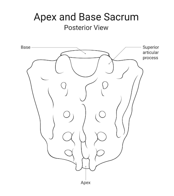 Visión posterior del ápice y la base del sacro en estilo de línea