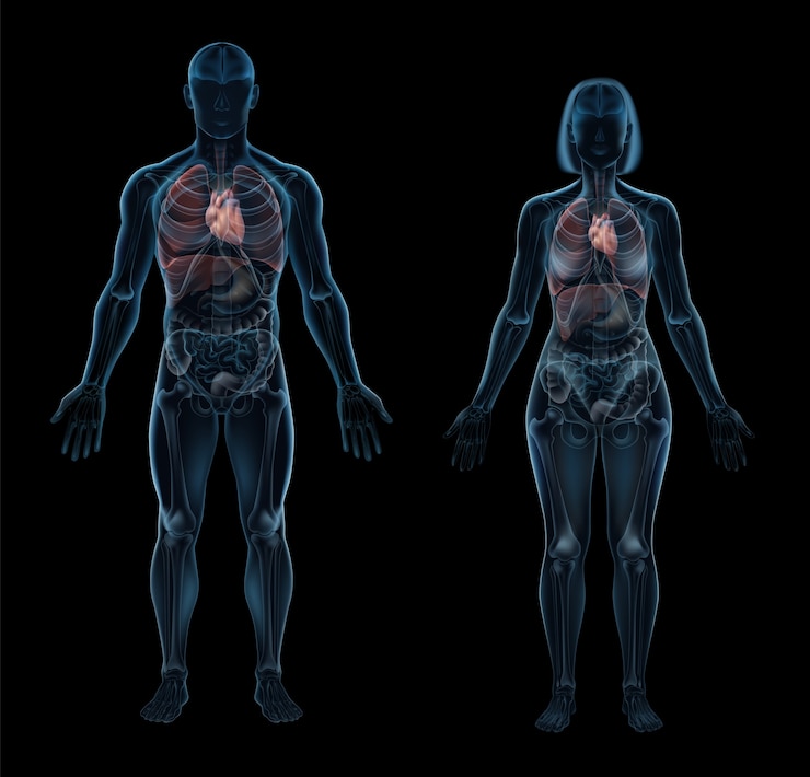 Vector vista anatómica de cuerpos humanos masculinos y femeninos con órganos internos