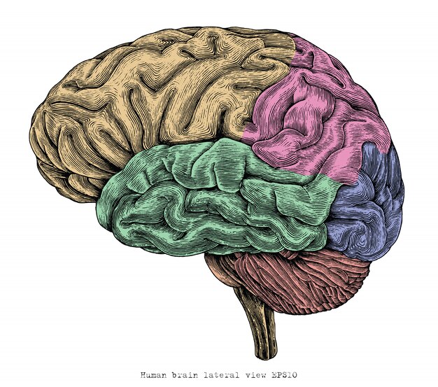 Vista lateral del cerebro humano dibujo a mano ilustración de grabado vintage | Vector Premium Vista lateral del cerebro humano dibujo a mano ilustración de grabado vintage | Vector Premium