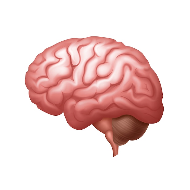 Vista lateral del cerebro humano rosa cerrar aislado sobre fondo blanco.