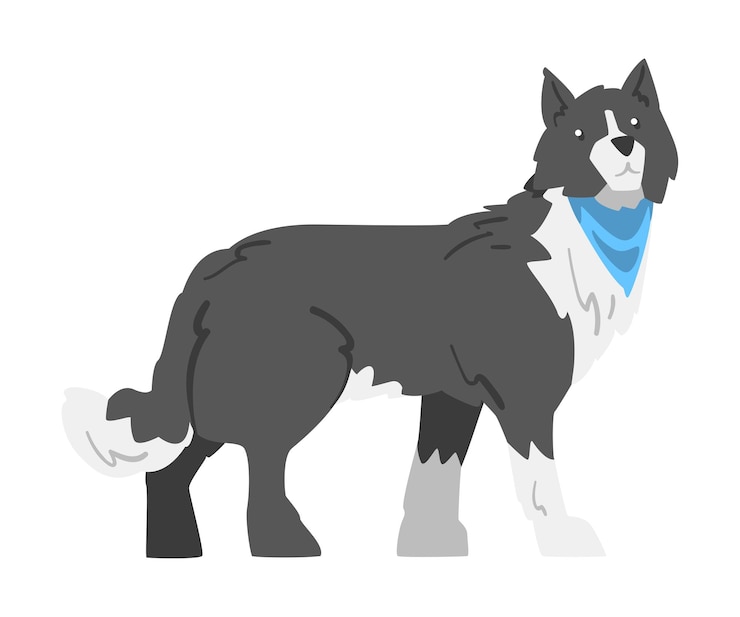 Vector vista lateral del perro border collie pastor inteligente animal de compañía con ilustración vectorial de dibujos animados de pelaje blanco y negro