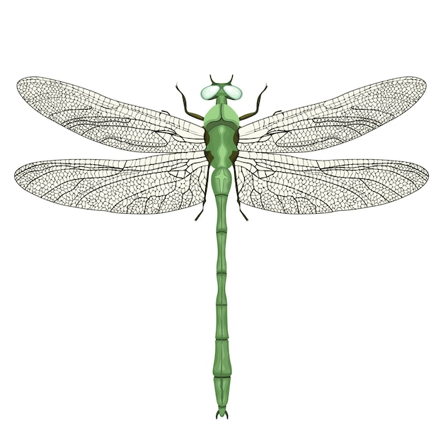 Vista de libélula desde arriba aislado en insecto vector de fondo blanco
