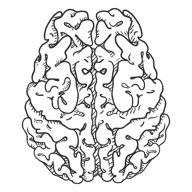 Vista superior del cerebro humano de boceto dibujado a mano vectorial