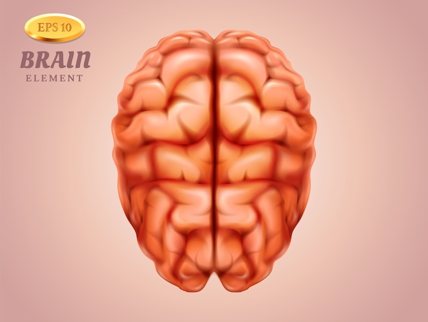 Vector vista superior del cerebro. órgano de la mente humana para el pensamiento y el conocimiento.