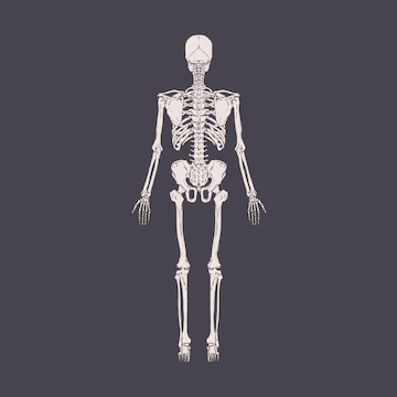 Radiografía de cuerpo completo