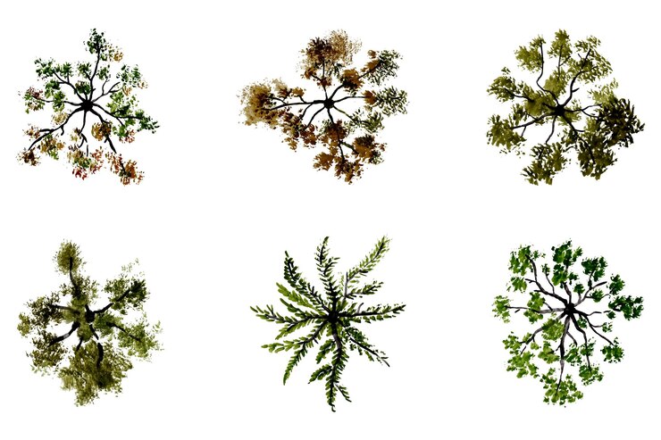 Vector vista vectorial superior de árboles y arbustos ilustraciones vectoriales conjunto de elementos de paisaje para parque de jardín