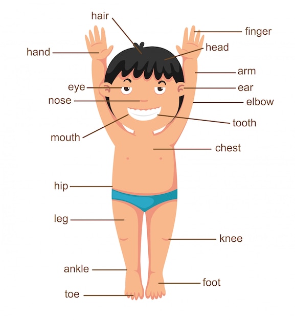 Vocabulario parte del cuerpo vectorial