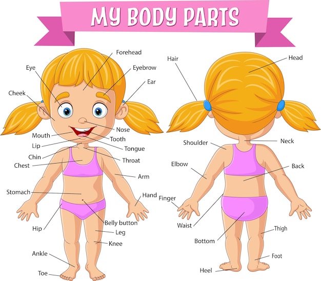 Vocabulario de las partes del cuerpo de una niña