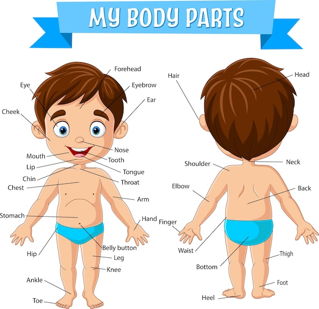 Vocabulario de las partes del cuerpo de un niño pequeño