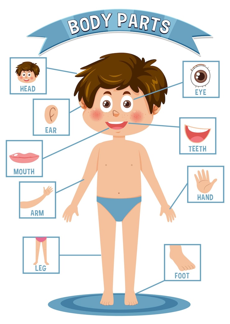 Vector vocabulario de las partes del cuerpo para niños