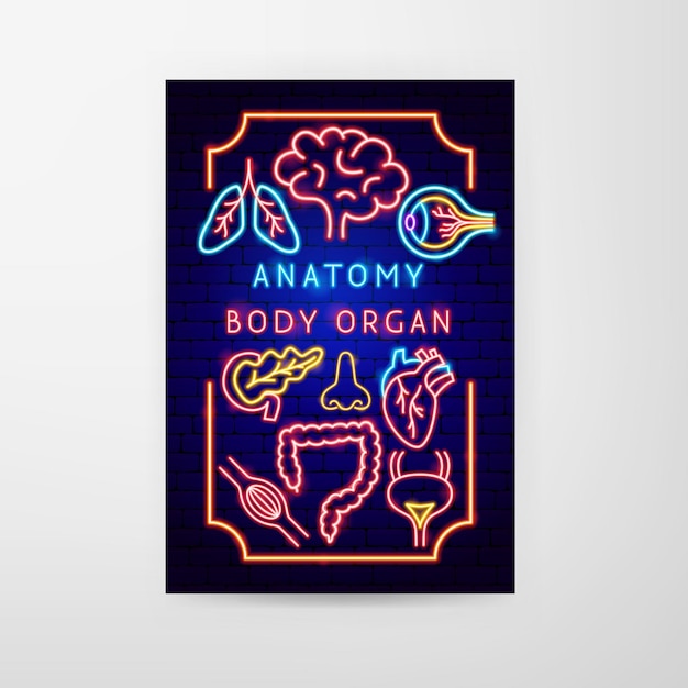 El volador de neón de la anatomía.
