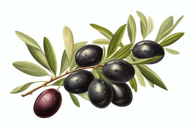 WebRama de olivo con frutos negros y hojas Aislado sobre fondo blanco Ilustración de dibujos animados de vector