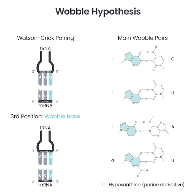 Vector wobble base emparejamiento hipótesis ciencia vector ilustración