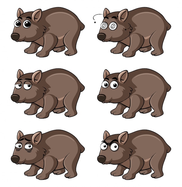 Wombat con emociones diferentes