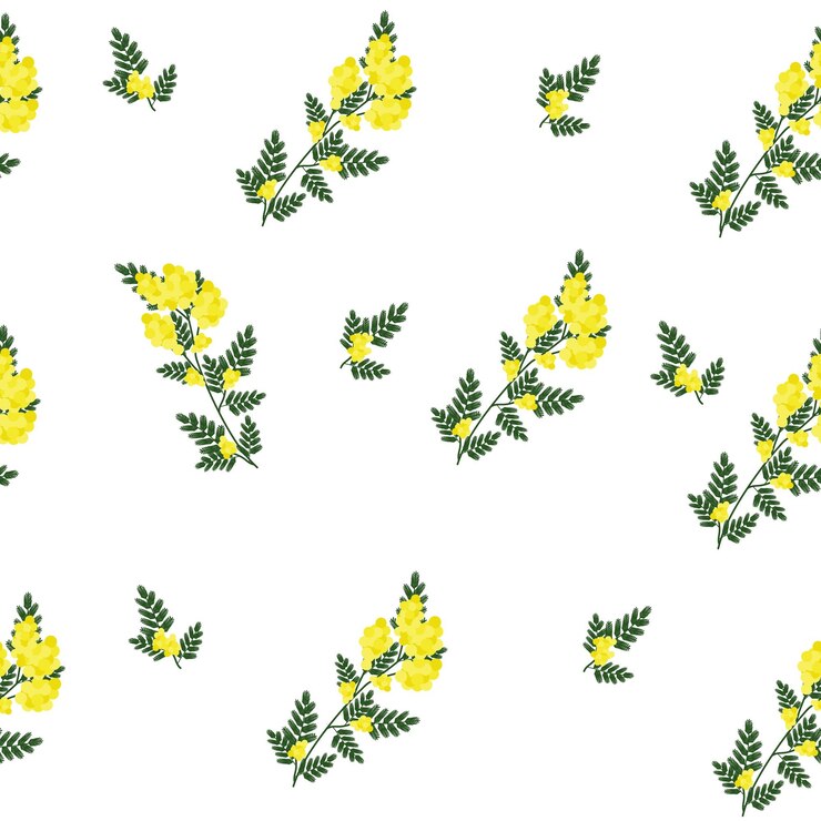Yellow Mimosa Flowers and Green Foliage on White