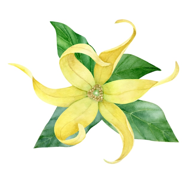 Ylang. hojas pintadas a mano y flores de ylang aisladas sobre fondo blanco.