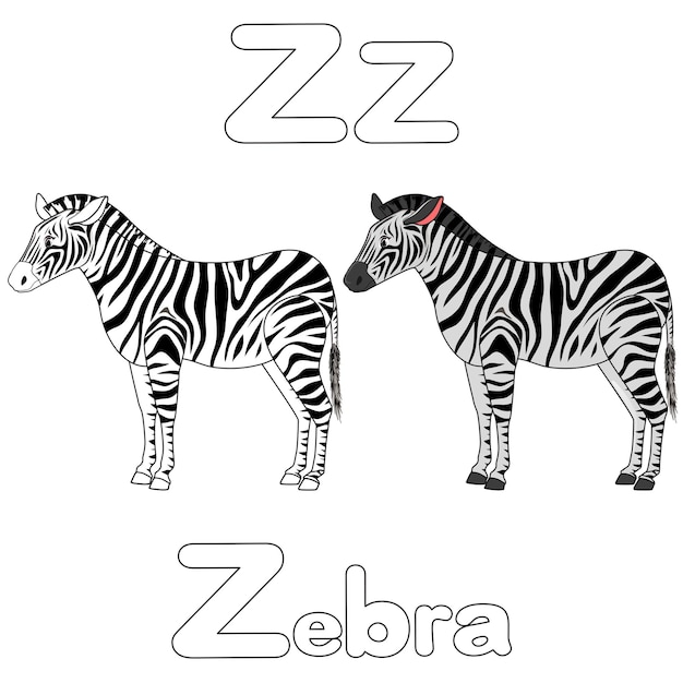 Z para cebra