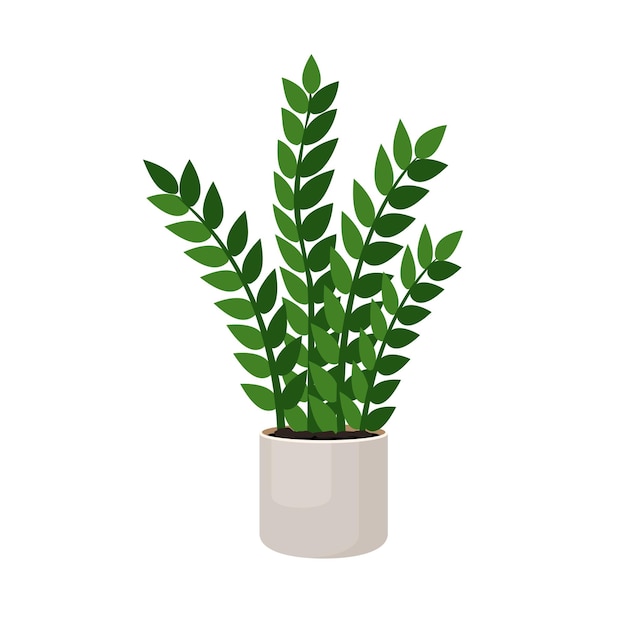 Zamioculcas de plantas de interior en maceta