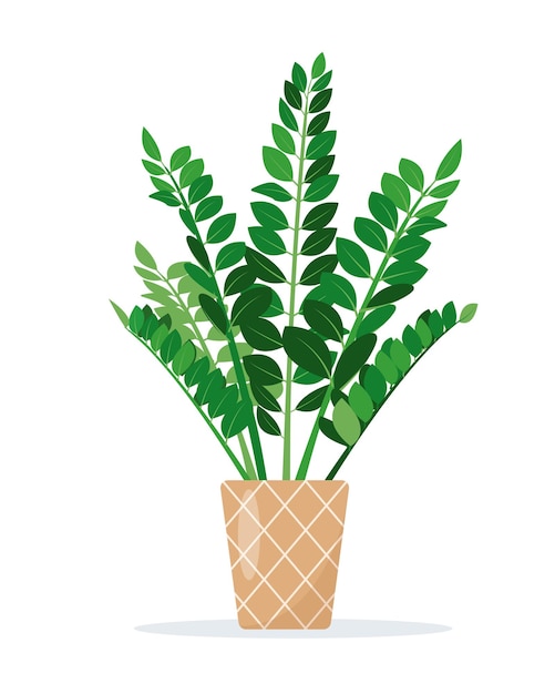 Zamioculcas zamiifolia o planta zz en maceta