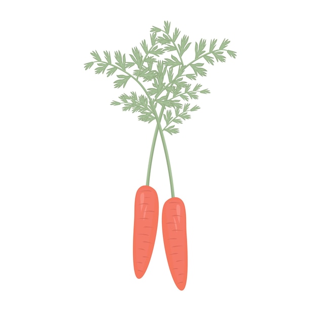 Vector zanahoria con hojas ilustración colorida