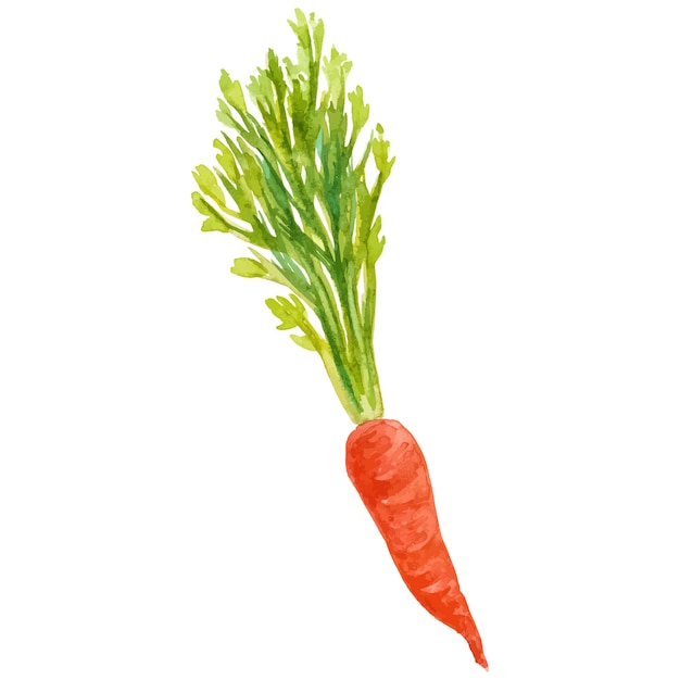 Vector zanahoria pintada en acuarela elemento de diseño de alimentos frescos dibujado a mano aislado en fondo blanco