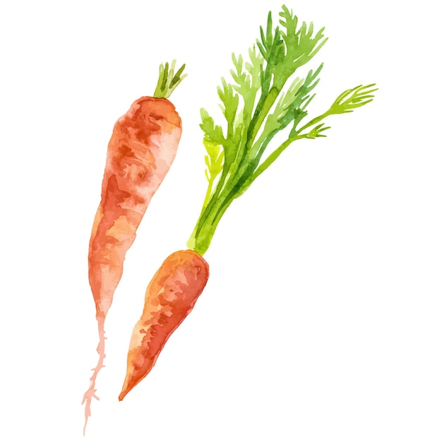Vector zanahoria pintada en acuarela elemento de diseño de alimentos frescos dibujado a mano aislado en fondo blanco