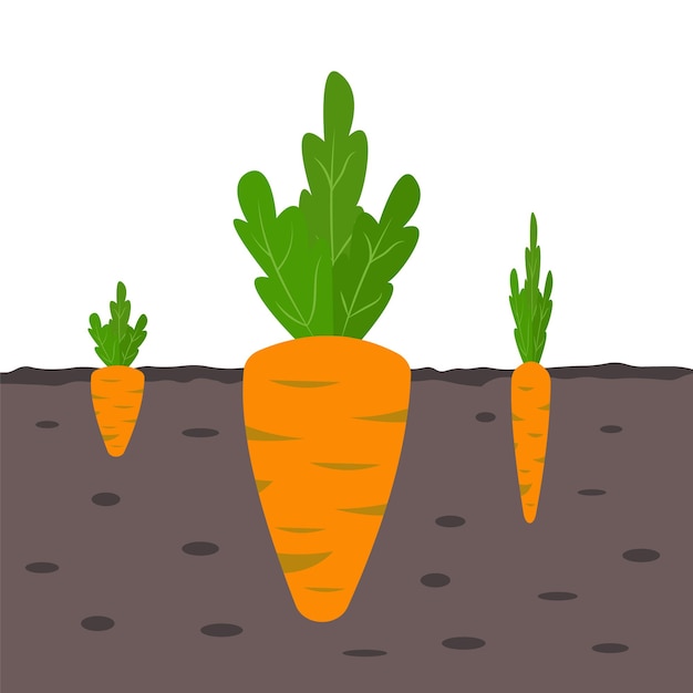 Zanahorias que crecen en el suelo Tres tamaños de zanahorias