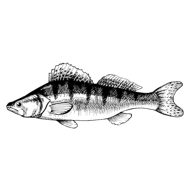 Vector zander pikeperch pescado de mar comercial grabado boceto dibujado a mano estilo vintage