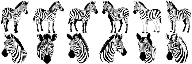 Zebra safari siluetas conjunto gran paquete de diseño de silueta vectorial aislado fondo blanco