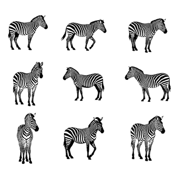 Zebras in Various Poses A Black and White Collection