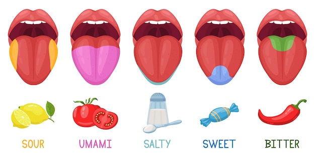 Vector zonas de gusto humano de dibujos animados. receptores del gusto de la lengua, sabores agrio, dulce, amargo, salado y umami