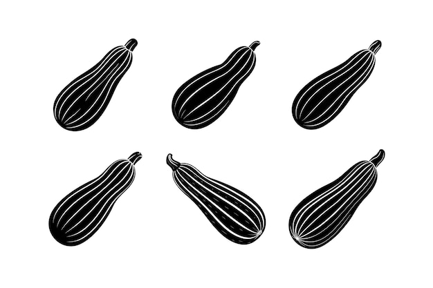 Zucchini Cucurbita pepo diseño etiquetado ilustración vectorial de corte de lino